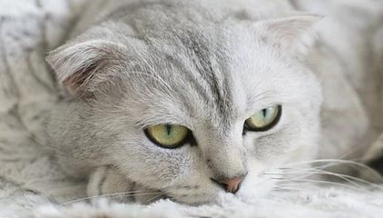 星空体育博彩-“硬核”北欧两项或将退出冬奥会